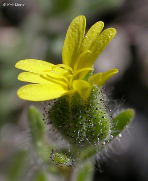 Слика од Madia gracilis (Sm.) Keck & J. Clausen ex Applegate