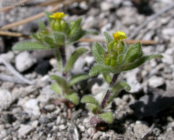 Image de Hemizonella minima (A. Gray) A. Gray