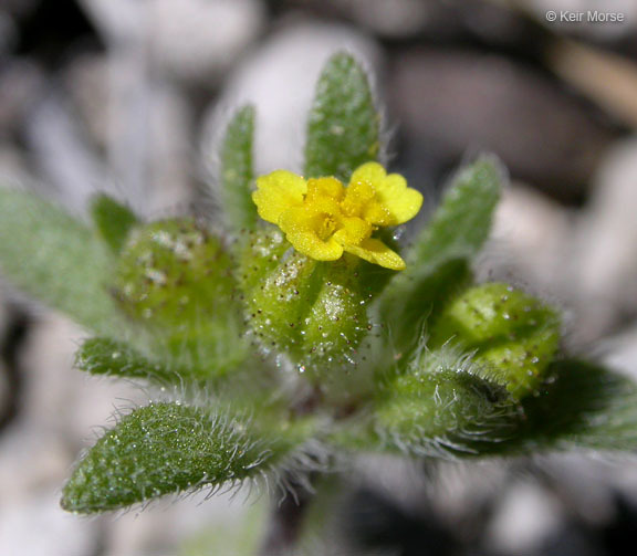 Image de Hemizonella minima (A. Gray) A. Gray