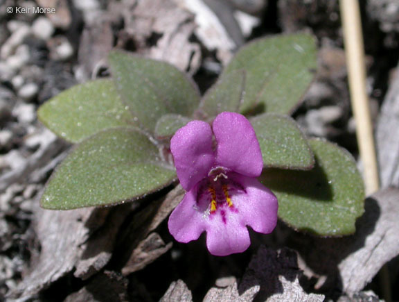 Plancia ëd <i>Mimulus nanus</i>