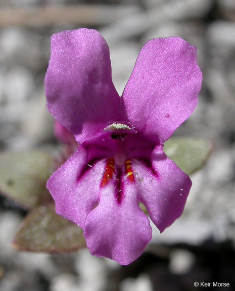 Plancia ëd <i>Mimulus nanus</i>