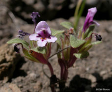 Plancia ëd <i>Mimulus nanus</i>