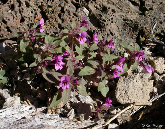 Plancia ëd <i>Mimulus nanus</i>