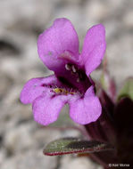 Plancia ëd <i>Mimulus nanus</i>