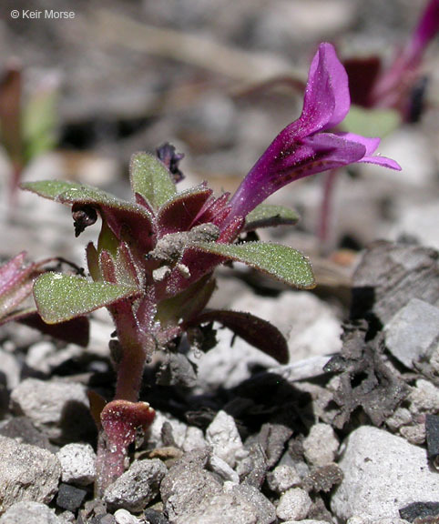 Plancia ëd <i>Mimulus nanus</i>