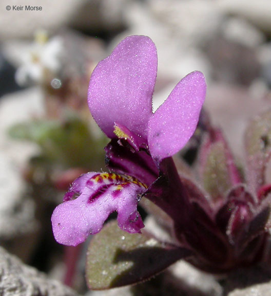 Plancia ëd <i>Mimulus nanus</i>