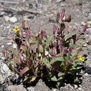 Image of <i>Mimulus suksdorfii</i>