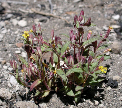 Image of <i>Mimulus suksdorfii</i>