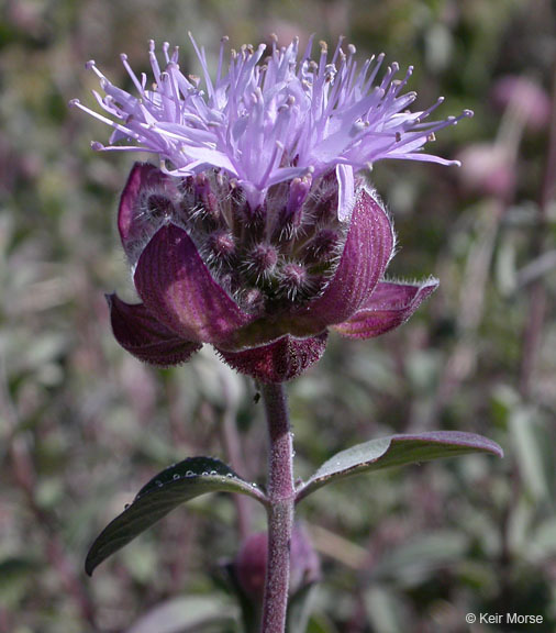 Monardella odoratissima subsp. glauca (Greene) Epling的圖片