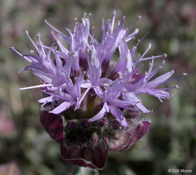 Monardella odoratissima subsp. glauca (Greene) Epling的圖片