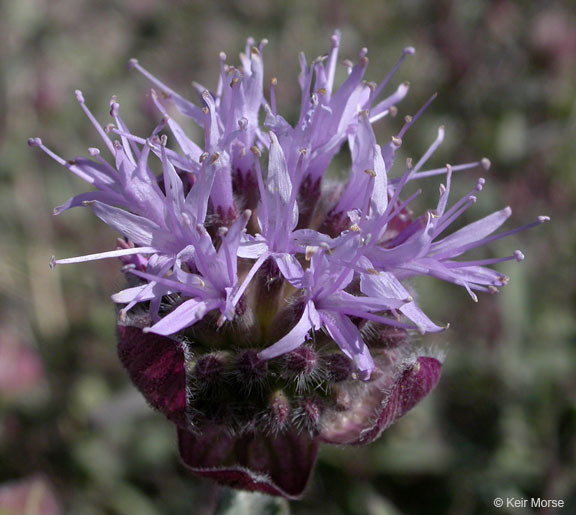 Monardella odoratissima subsp. glauca (Greene) Epling的圖片