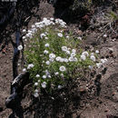 Image of mountain monardella