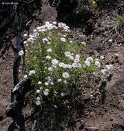 Image of mountain monardella