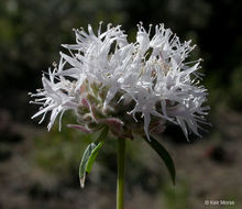 Image of mountain monardella