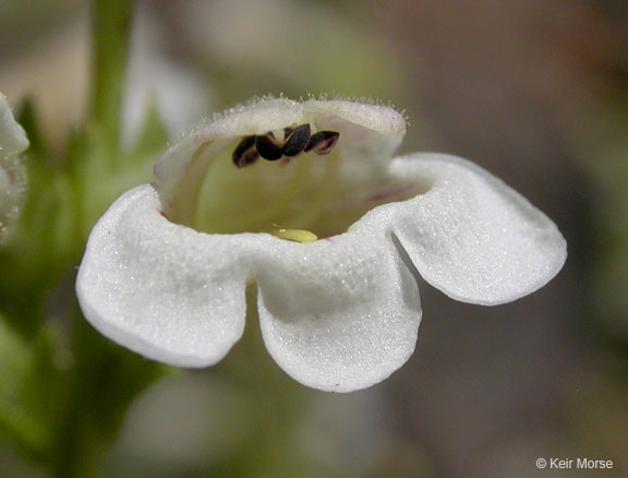 Image of scabland penstemon