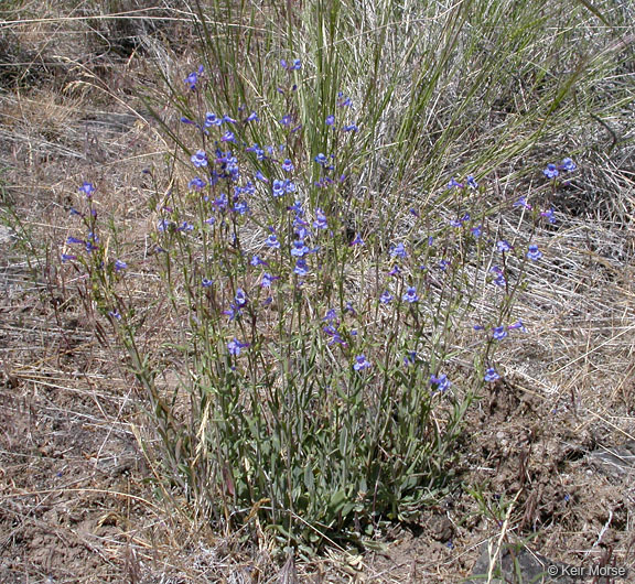 Image of low beardtongue