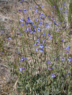 Image of low beardtongue