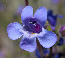 Image of low beardtongue