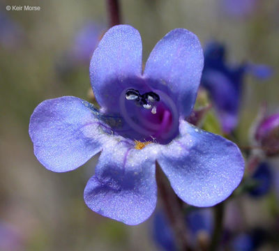 Sivun Penstemon humilis Nutt. ex A. Gray kuva