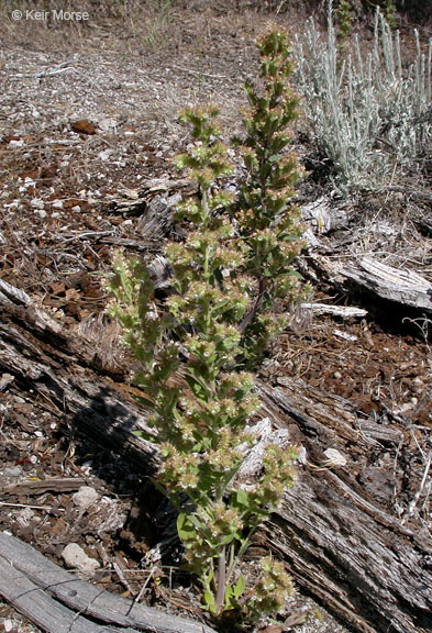 Phacelia heterophylla var. virgata (Greene) R. D. Dorn的圖片