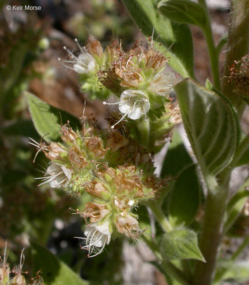 Phacelia heterophylla var. virgata (Greene) R. D. Dorn resmi