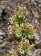 Image of varileaf phacelia