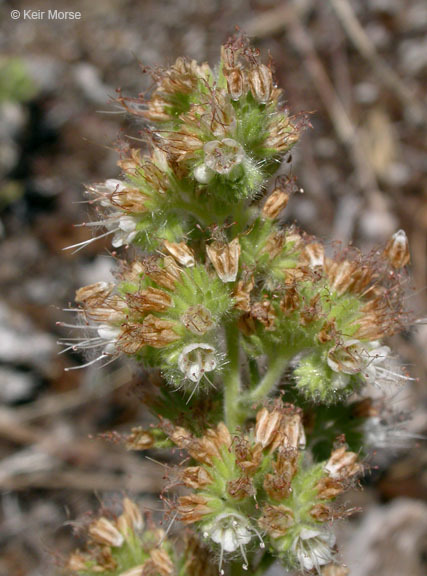 Phacelia heterophylla var. virgata (Greene) R. D. Dorn的圖片