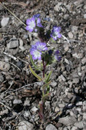 Image of threadleaf phacelia