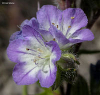 Image of threadleaf phacelia