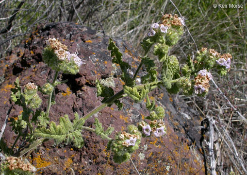 Image of branching phacelia