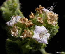 Image of branching phacelia