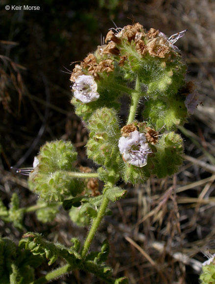 Image of branching phacelia