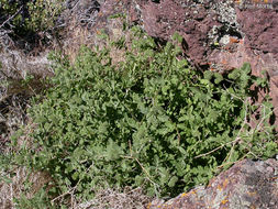 Image of branching phacelia