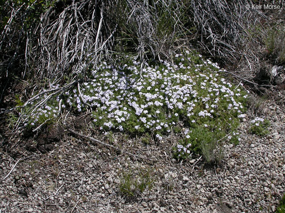 Imagem de Phlox diffusa Benth.