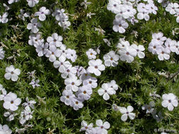 Imagem de Phlox diffusa Benth.