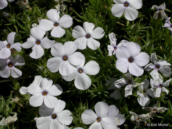 Imagem de Phlox diffusa Benth.