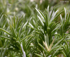 Imagem de Phlox diffusa Benth.