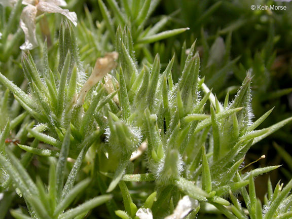 Imagem de Phlox diffusa Benth.