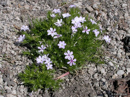 Imagem de Phlox diffusa Benth.