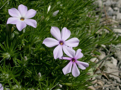 Imagem de Phlox diffusa Benth.