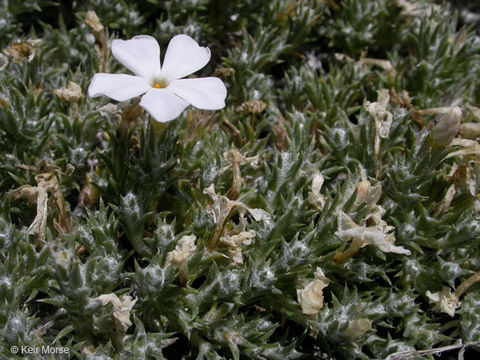 Image of carpet phlox