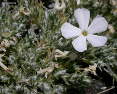 Imagem de Phlox hoodii subsp. canescens (Torr. & Gray) Wherry