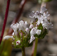 Plancia ëd <i>Plectritis macrocera</i>