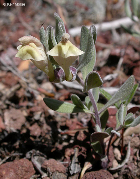 Image of dwarf skullcap