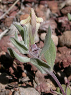 Image of dwarf skullcap