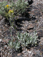 Image of woolly groundsel