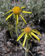 Image of woolly groundsel