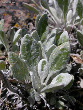 Image of woolly groundsel