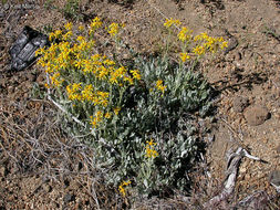 Image of woolly groundsel