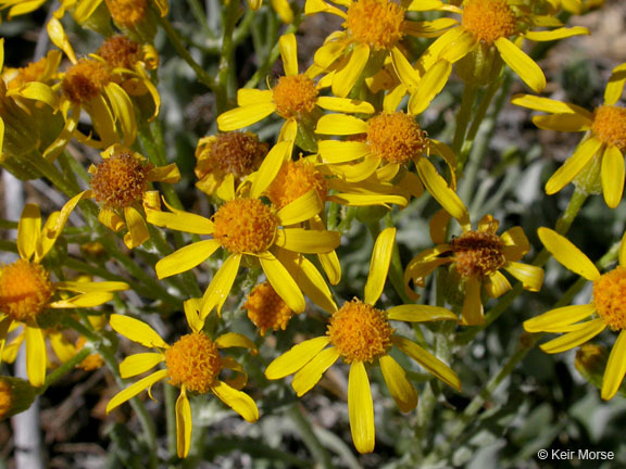 Image of woolly groundsel